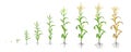 Growth stages of Maize plant. Corn phases. Vector illustration. Zea mays. Ripening period. The life cycle. Use
