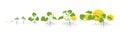 Growth stages of melon plant. Vector illustration. Cucumis melo. Melon cantaloupe life cycle. On white background.