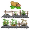 Growth stages of peanuts, agriculture, vector
