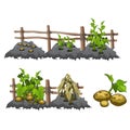 Growth stages of potatoes, agriculture, vector