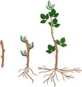 Growth stages from propagule (stem cutting) to first year cane (primocane) of blackberry plant Royalty Free Stock Photo