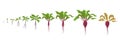 Growth stages of red beetroot plant. Vector illustration. Beta vulgaris. Taproot life cycle. On white background. Royalty Free Stock Photo