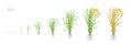 Growth stages of rice plant. The life cycle. Rice increase phases. Oryza sativa. Ripening period. Vector illustration.