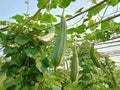 growth stages of ridge gourd. organic rooftop terrace gardening. organic vegetable terrace garden.