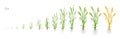 Growth stages of Rye plant. Cereal increase phases. Vector illustration. Secale cereale. Ripening period. Rye grain life
