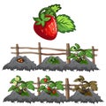 Growth stages of strawberries, agriculture, vector