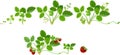 Growth stages of strawberry plant Royalty Free Stock Photo