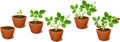 Growth stages of strawberry plant Royalty Free Stock Photo