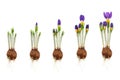 Growth stages of a three-coloured crocus from flower bulb to blooming flower isolated on white