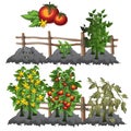 Growth stages of tomatoes, agriculture, vector