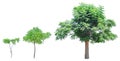 Growth stages of tree