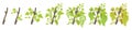 Growth stages of vine grape plant. Vineyard planting phases. Vector illustration. Vitis vinifera harvested. Ripening period. Vine