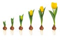 Growth stages of a yellow tulip from flower bulb to blooming flower isolated on white Royalty Free Stock Photo