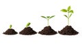 Growth stages of a young plant sprouting from soil in sequential development phases Royalty Free Stock Photo