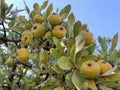 Growth status of winter hard pear on tree