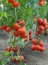 Growth tomato