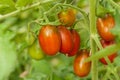 Growth tomato in vegetable garden