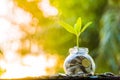 Growth tree Green background with black clay Finance and Growth