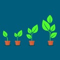 The growth of a tree from a small tree. potted plant. vector illustration Royalty Free Stock Photo