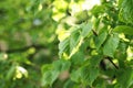 Growth tree in a sping. Young tree on green