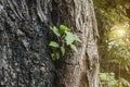 The growth of trees