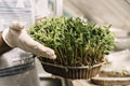 Growth trial with soybean seedlings