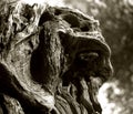 Growth on the trunk of old olives in the Italian Apulia