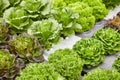 Crops of fresh green and red lettuce on polystyrene blocks Royalty Free Stock Photo