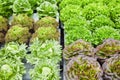 Crops of fresh green and red lettuce on polystyrene blocks Royalty Free Stock Photo