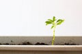 Growth of young green plants in pot. Royalty Free Stock Photo