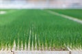 Growth of young leek vegetables Royalty Free Stock Photo