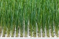Growth of young leek vegetables Royalty Free Stock Photo