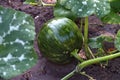 Growwing green watermelon on the household plot