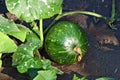 Growwing green watermelon on the household plot