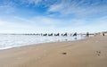 Groynes on Barmouth beach Royalty Free Stock Photo