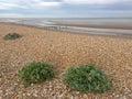 Groynes on Winchelsea Beach to stop the erosion by the tides and weather. Pebble beach with sea and sky landscape - East Sussex UK