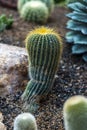 Grpup of barrel cactus tropical plant Royalty Free Stock Photo
