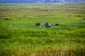 Grren field with buffaloes