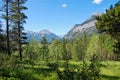 grren forest in front of the mountains Royalty Free Stock Photo