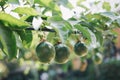 Grren Passion fruits Passiflora edulis hanging on vines with green leaves in home garden blurred nature background, tropical
