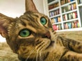 Green eyed cat Royalty Free Stock Photo