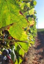 Grspevin detail, Vineyard in Portugal