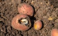 The grub larva eats potatoes. Selective focus.