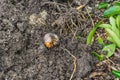 Grub larva in the sand of the garden from a little distance