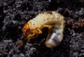 Grub of May beetle Royalty Free Stock Photo