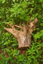 Grub out old stump in green plant backgrounds Royalty Free Stock Photo