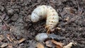 Grub worms or rhinoceros beetle grow in soil on farm which agriculture gardening. Worm insects for eating as food, it is good sour