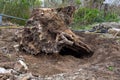 Grubbing a huge tree stump in the garden Royalty Free Stock Photo