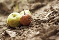 Grubby apples on the ground Royalty Free Stock Photo