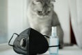 A gruff gray striped young cat sits on a windowsill near a black mask respirator and a sanitizer antiseptic. Royalty Free Stock Photo